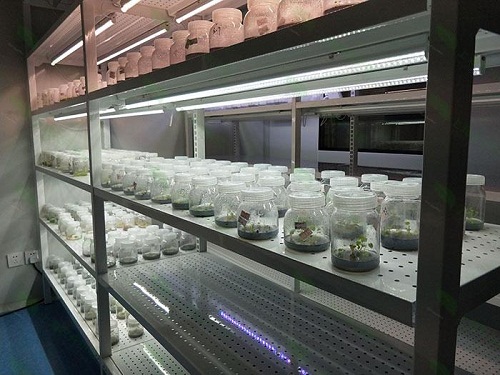宁夏植物组织培养实验室设计建设方案